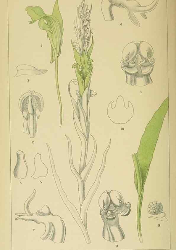 Reproducción/Reproduction 9732583040: Icones orchidearum austro-africanarum extra-tropicarum :. London :W. Wesley,1896-1913.
