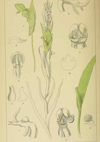 Reproducción/Reproduction 9732583040: Icones orchidearum austro-africanarum extra-tropicarum :. London :W. Wesley,1896-1913.