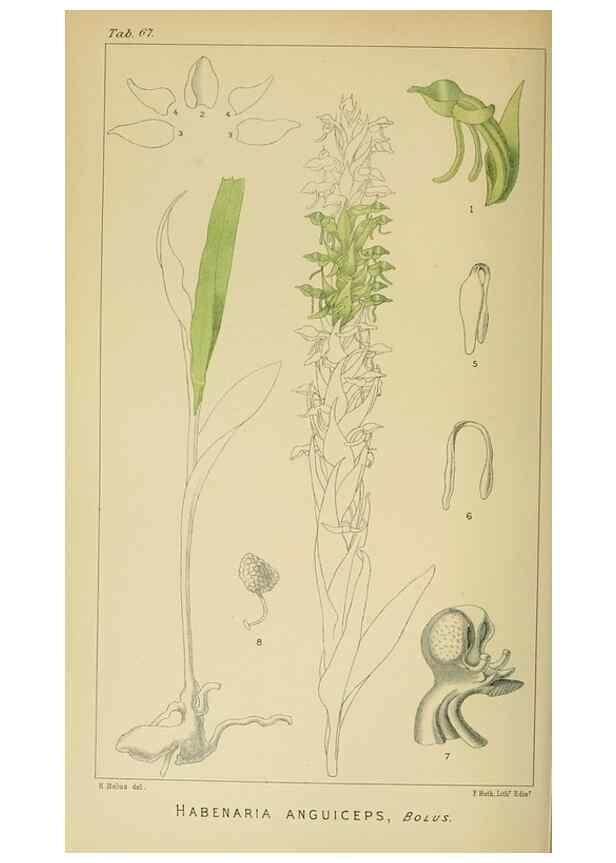 Reproducción/Reproduction 9732584490: Icones orchidearum austro-africanarum extra-tropicarum :. London :W. Wesley,1896-1913.