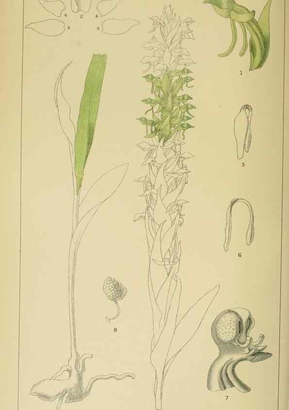 Reproducción/Reproduction 9732584490: Icones orchidearum austro-africanarum extra-tropicarum :. London :W. Wesley,1896-1913.