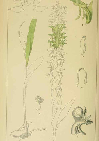 Reproducción/Reproduction 9732584490: Icones orchidearum austro-africanarum extra-tropicarum :. London :W. Wesley,1896-1913.