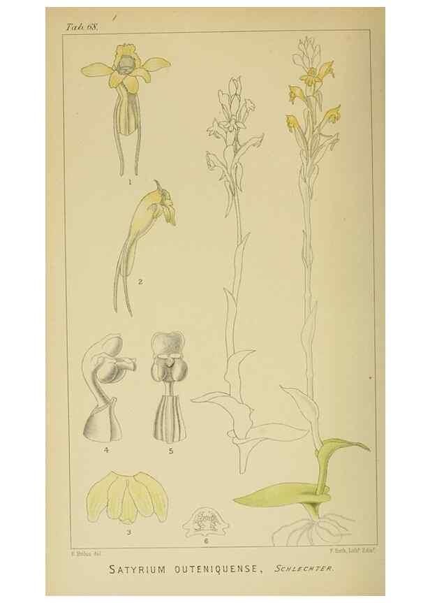 Reproducción/Reproduction 9732586262: Icones orchidearum austro-africanarum extra-tropicarum :. London :W. Wesley,1896-1913.