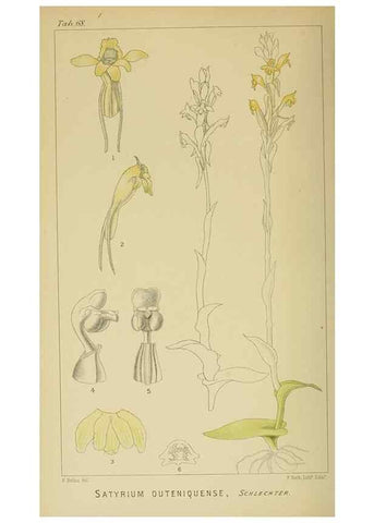 Reproducción/Reproduction 9732586262: Icones orchidearum austro-africanarum extra-tropicarum :. London :W. Wesley,1896-1913.