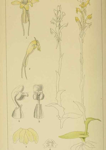 Reproducción/Reproduction 9732586262: Icones orchidearum austro-africanarum extra-tropicarum :. London :W. Wesley,1896-1913.