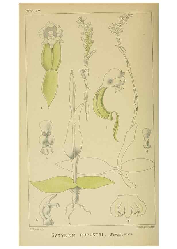 Reproducción/Reproduction 9732587934: Icones orchidearum austro-africanarum extra-tropicarum :. London :W. Wesley,1896-1913.