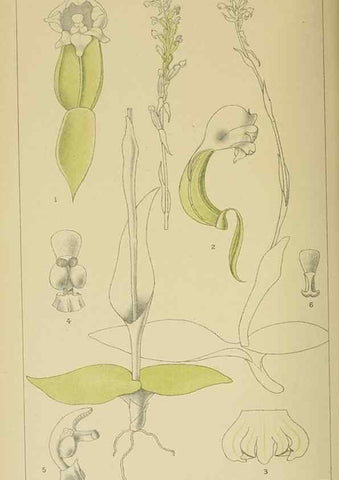 Reproducción/Reproduction 9732587934: Icones orchidearum austro-africanarum extra-tropicarum :. London :W. Wesley,1896-1913.