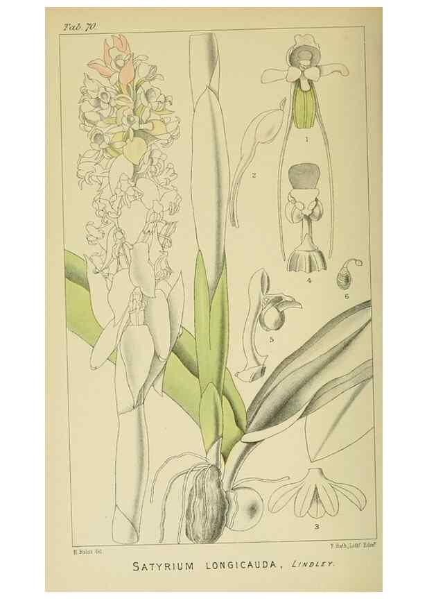 Reproducción/Reproduction 9732589790: Icones orchidearum austro-africanarum extra-tropicarum :. London :W. Wesley,1896-1913.