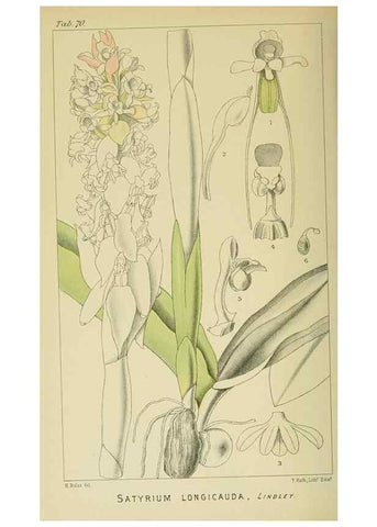 Reproducción/Reproduction 9732589790: Icones orchidearum austro-africanarum extra-tropicarum :. London :W. Wesley,1896-1913.