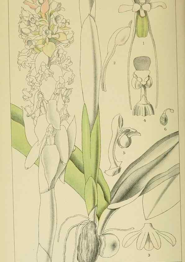 Reproducción/Reproduction 9732589790: Icones orchidearum austro-africanarum extra-tropicarum :. London :W. Wesley,1896-1913.