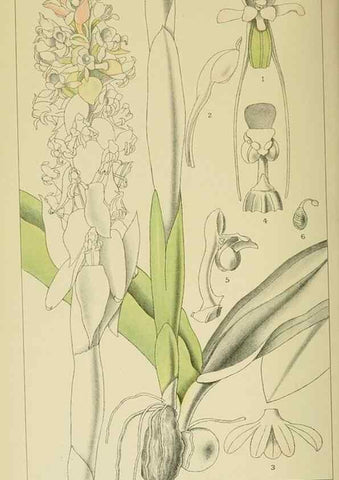 Reproducción/Reproduction 9732589790: Icones orchidearum austro-africanarum extra-tropicarum :. London :W. Wesley,1896-1913.