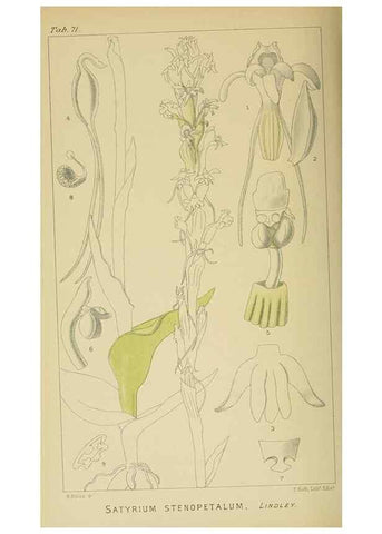 Reproducción/Reproduction 9729366573: Icones orchidearum austro-africanarum extra-tropicarum :. London :W. Wesley,1896-1913.