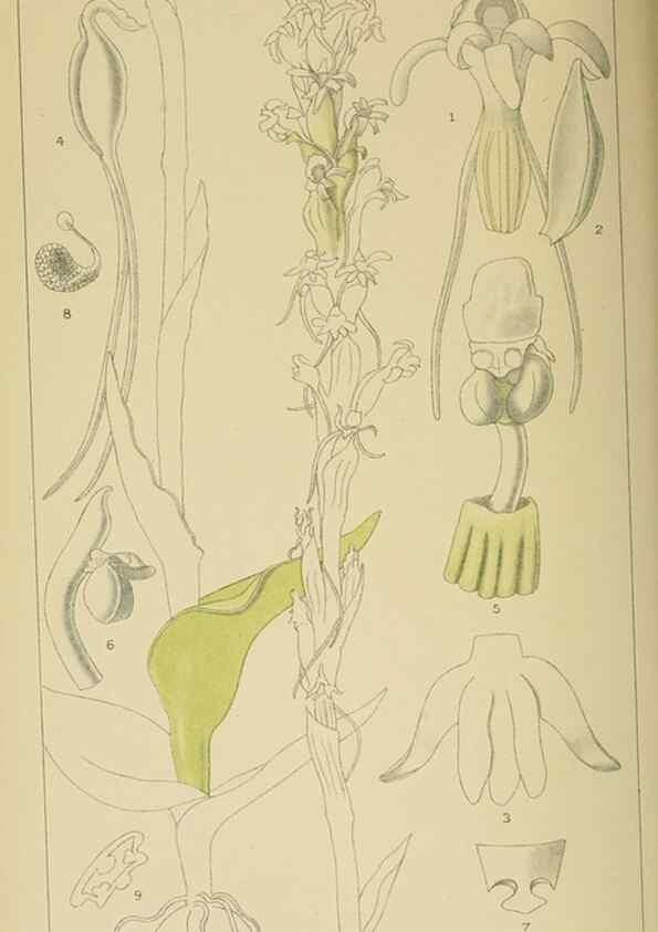 Reproducción/Reproduction 9729366573: Icones orchidearum austro-africanarum extra-tropicarum :. London :W. Wesley,1896-1913.
