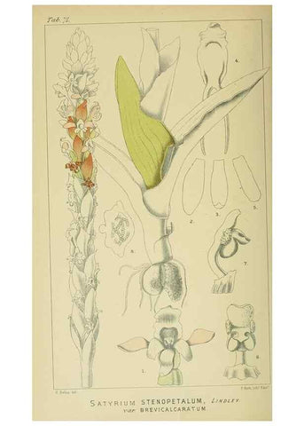 Reproducción/Reproduction 9732593264: Icones orchidearum austro-africanarum extra-tropicarum :. London :W. Wesley,1896-1913.