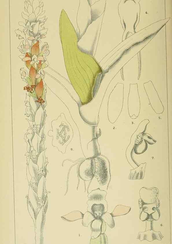 Reproducción/Reproduction 9732593264: Icones orchidearum austro-africanarum extra-tropicarum :. London :W. Wesley,1896-1913.