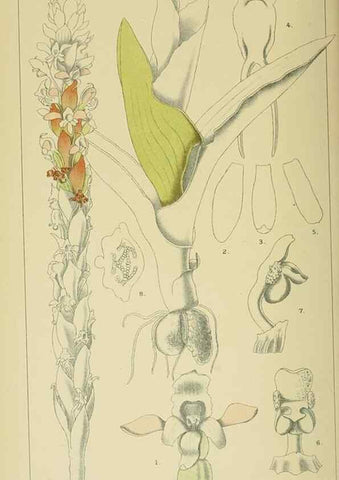Reproducción/Reproduction 9732593264: Icones orchidearum austro-africanarum extra-tropicarum :. London :W. Wesley,1896-1913.
