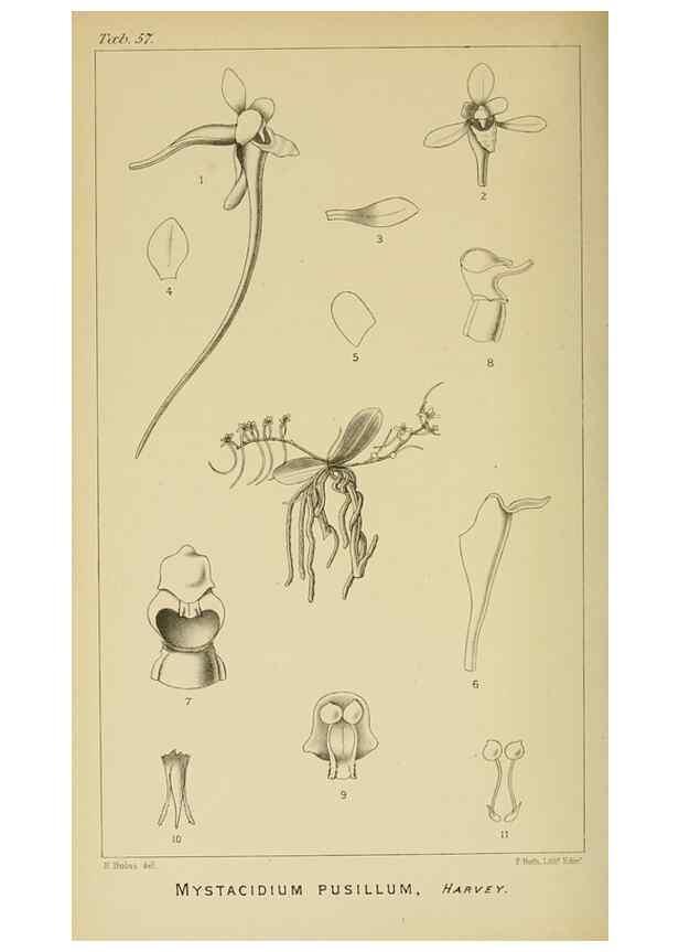 Reproducción/Reproduction 9732562346: Icones orchidearum austro-africanarum extra-tropicarum :. London :W. Wesley,1896-1913.