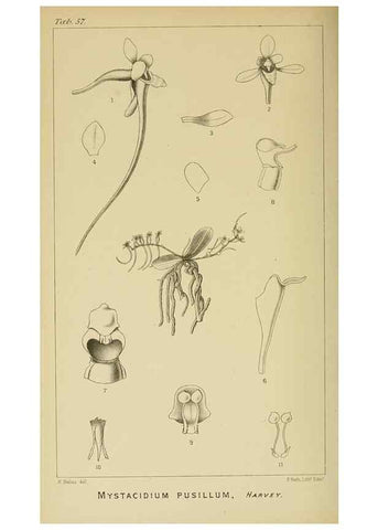 Reproducción/Reproduction 9732562346: Icones orchidearum austro-africanarum extra-tropicarum :. London :W. Wesley,1896-1913.