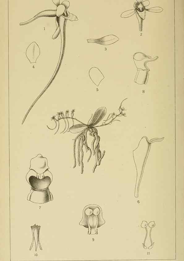 Reproducción/Reproduction 9732562346: Icones orchidearum austro-africanarum extra-tropicarum :. London :W. Wesley,1896-1913.