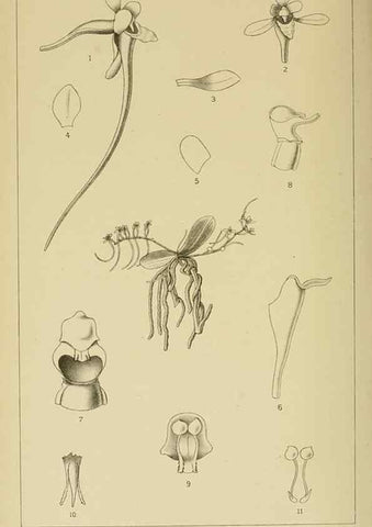 Reproducción/Reproduction 9732562346: Icones orchidearum austro-africanarum extra-tropicarum :. London :W. Wesley,1896-1913.
