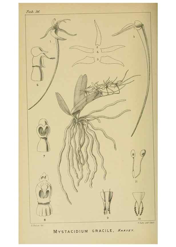 Reproducción/Reproduction 9729335887: Icones orchidearum austro-africanarum extra-tropicarum :. London :W. Wesley,1896-1913.