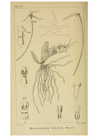 Reproducción/Reproduction 9729335887: Icones orchidearum austro-africanarum extra-tropicarum :. London :W. Wesley,1896-1913.