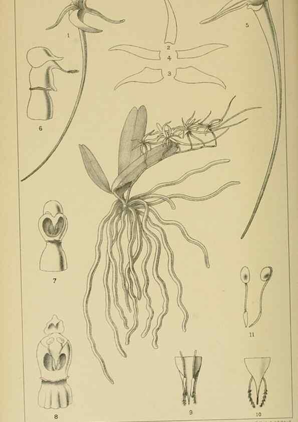 Reproducción/Reproduction 9729335887: Icones orchidearum austro-africanarum extra-tropicarum :. London :W. Wesley,1896-1913.