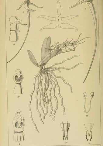 Reproducción/Reproduction 9729335887: Icones orchidearum austro-africanarum extra-tropicarum :. London :W. Wesley,1896-1913.