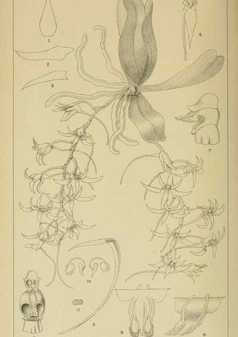 Reproducción/Reproduction 9732559130: Icones orchidearum austro-africanarum extra-tropicarum :. London :W. Wesley,1896-1913.
