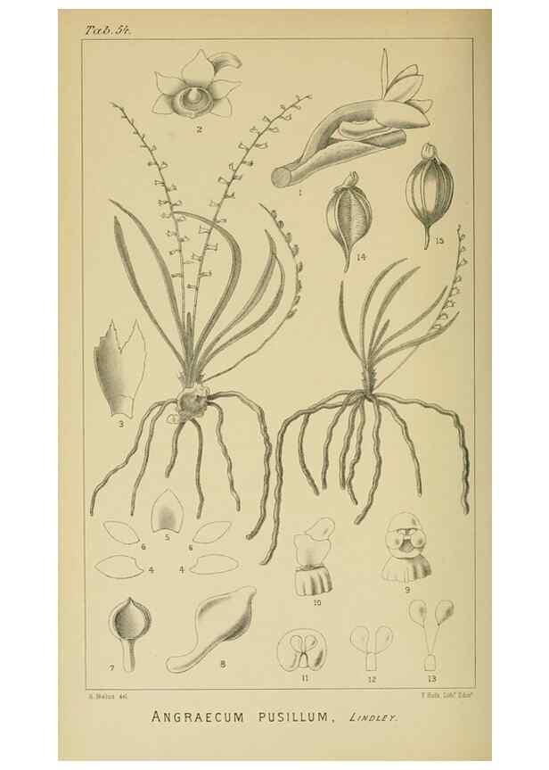 Reproducción/Reproduction 9732556822: Icones orchidearum austro-africanarum extra-tropicarum :. London :W. Wesley,1896-1913.