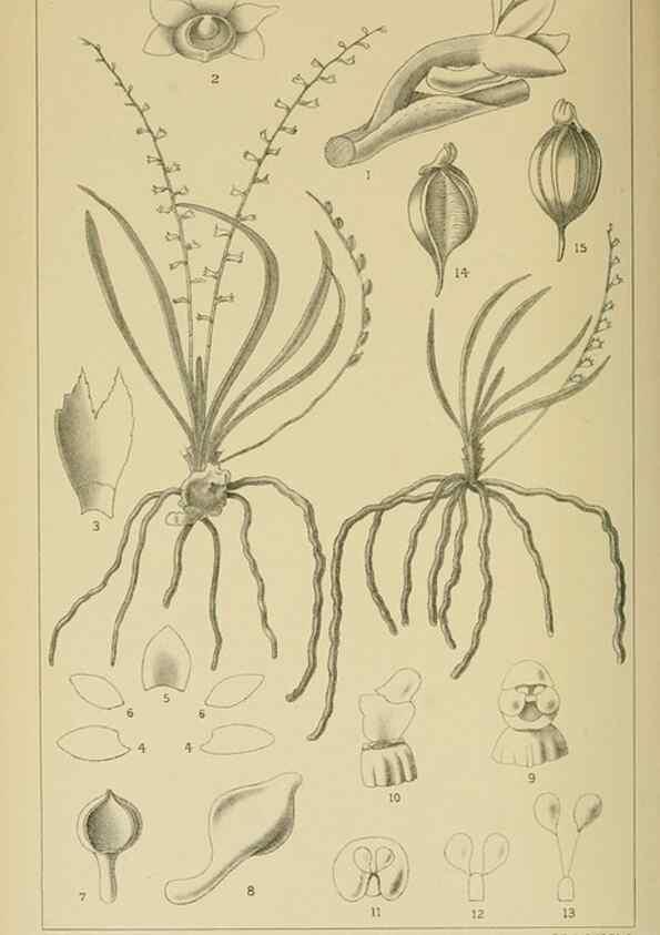 Reproducción/Reproduction 9732556822: Icones orchidearum austro-africanarum extra-tropicarum :. London :W. Wesley,1896-1913.