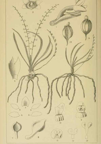 Reproducción/Reproduction 9732556822: Icones orchidearum austro-africanarum extra-tropicarum :. London :W. Wesley,1896-1913.