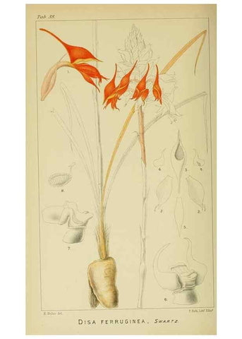 Reproducción/Reproduction 9729300239: Icones orchidearum austro-africanarum extra-tropicarum :. London :W. Wesley,1896-1913.