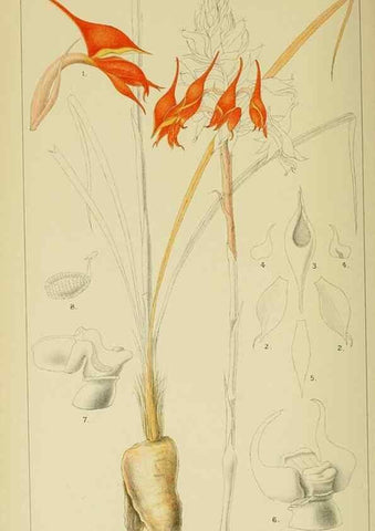 Reproducción/Reproduction 9729300239: Icones orchidearum austro-africanarum extra-tropicarum :. London :W. Wesley,1896-1913.