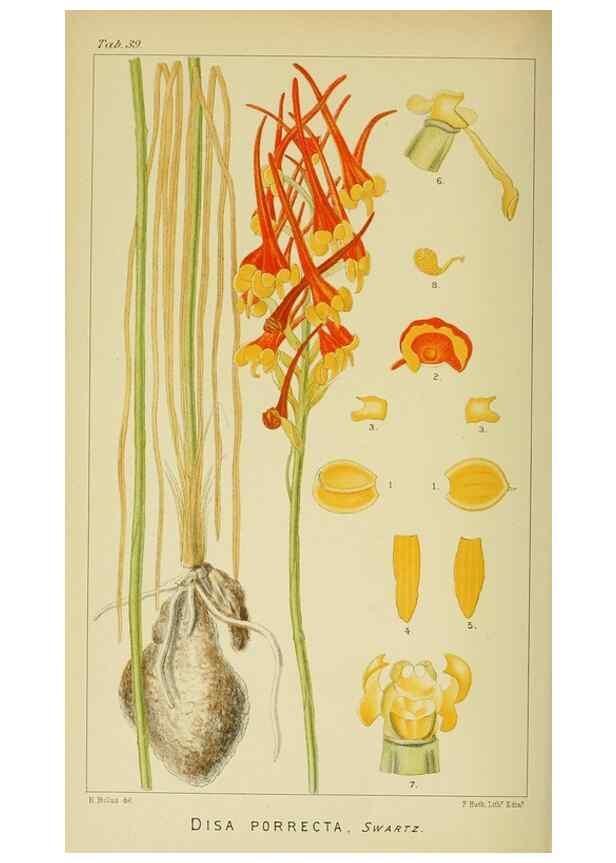 Reproducción/Reproduction 9729302019: Icones orchidearum austro-africanarum extra-tropicarum :. London :W. Wesley,1896-1913.