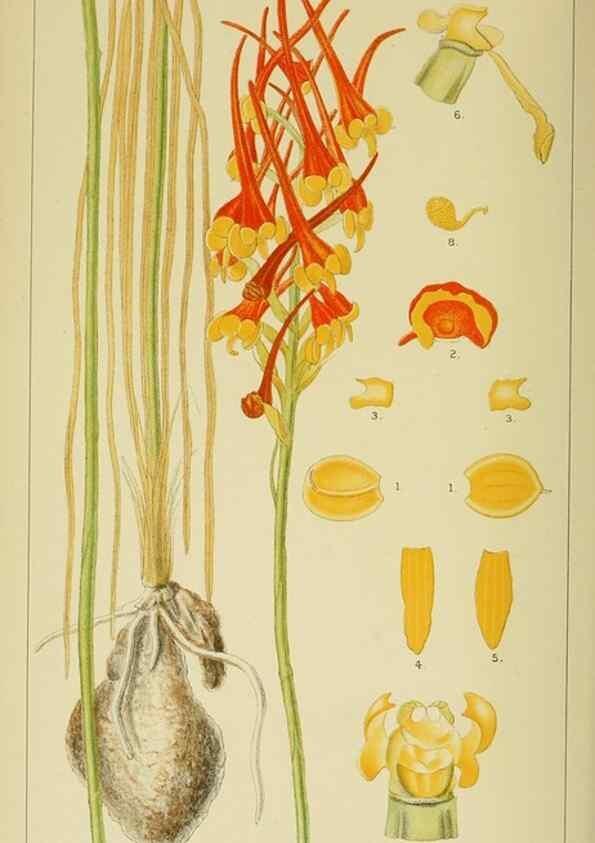 Reproducción/Reproduction 9729302019: Icones orchidearum austro-africanarum extra-tropicarum :. London :W. Wesley,1896-1913.