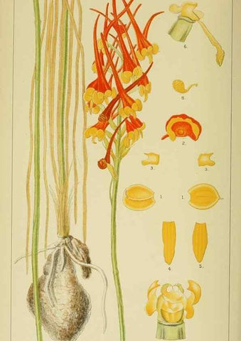Reproducción/Reproduction 9729302019: Icones orchidearum austro-africanarum extra-tropicarum :. London :W. Wesley,1896-1913.