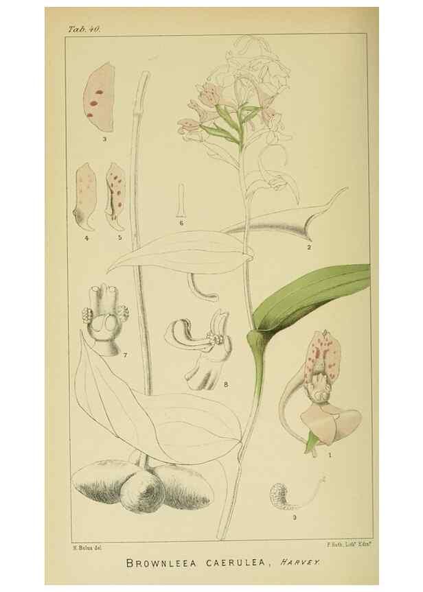 Reproducción/Reproduction 9732528456: Icones orchidearum austro-africanarum extra-tropicarum :. London :W. Wesley,1896-1913.