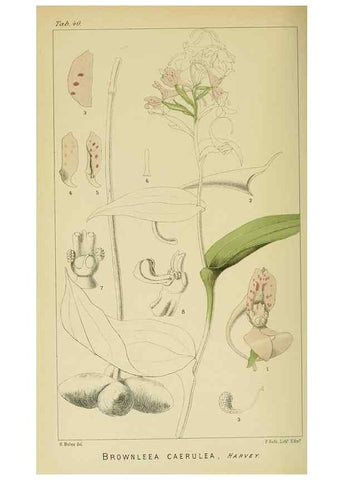 Reproducción/Reproduction 9732528456: Icones orchidearum austro-africanarum extra-tropicarum :. London :W. Wesley,1896-1913.