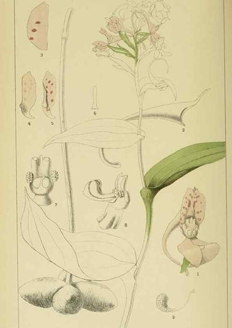 Reproducción/Reproduction 9732528456: Icones orchidearum austro-africanarum extra-tropicarum :. London :W. Wesley,1896-1913.
