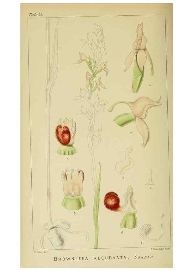 Reproducción/Reproduction 9729305549: Icones orchidearum austro-africanarum extra-tropicarum :. London :W. Wesley,1896-1913.
