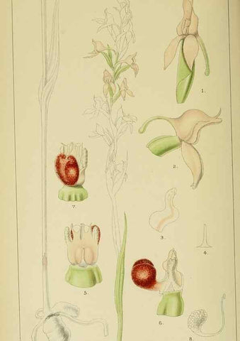 Reproducción/Reproduction 9729305549: Icones orchidearum austro-africanarum extra-tropicarum :. London :W. Wesley,1896-1913.