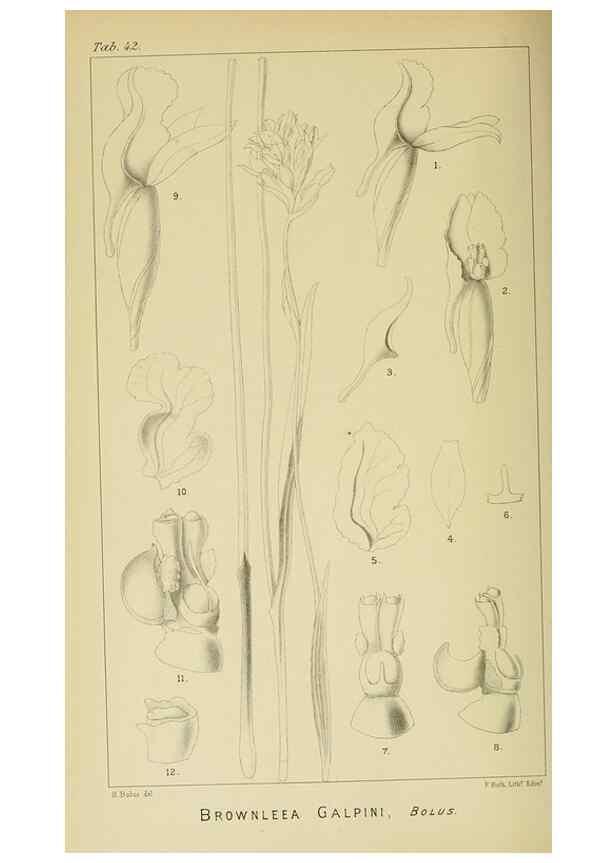 Reproducción/Reproduction 9729307443: Icones orchidearum austro-africanarum extra-tropicarum :. London :W. Wesley,1896-1913.