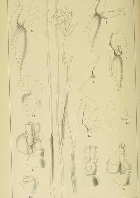 Reproducción/Reproduction 9729307443: Icones orchidearum austro-africanarum extra-tropicarum :. London :W. Wesley,1896-1913.