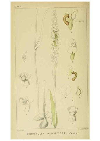 Reproducción/Reproduction 9729309003: Icones orchidearum austro-africanarum extra-tropicarum :. London :W. Wesley,1896-1913.