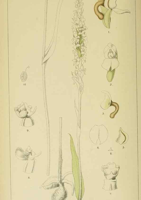 Reproducción/Reproduction 9729309003: Icones orchidearum austro-africanarum extra-tropicarum :. London :W. Wesley,1896-1913.