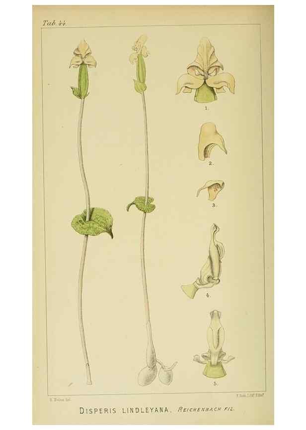 Reproducción/Reproduction 9729310745: Icones orchidearum austro-africanarum extra-tropicarum :. London :W. Wesley,1896-1913.