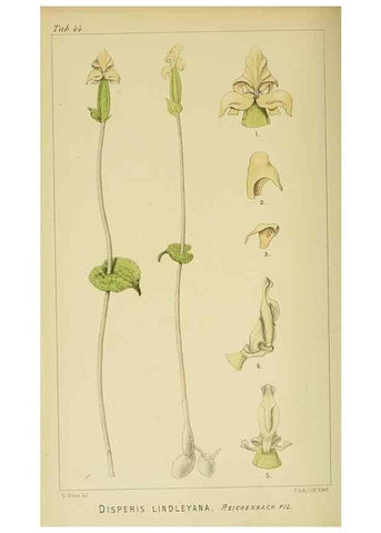 Reproducción/Reproduction 9729310745: Icones orchidearum austro-africanarum extra-tropicarum :. London :W. Wesley,1896-1913.