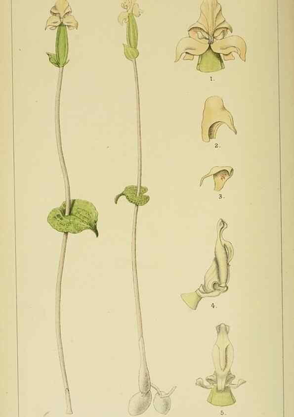 Reproducción/Reproduction 9729310745: Icones orchidearum austro-africanarum extra-tropicarum :. London :W. Wesley,1896-1913.