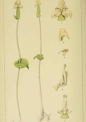 Reproducción/Reproduction 9729310745: Icones orchidearum austro-africanarum extra-tropicarum :. London :W. Wesley,1896-1913.