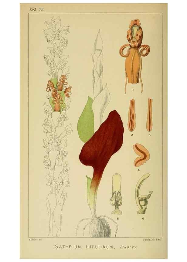 Reproducción/Reproduction 9732595084: Icones orchidearum austro-africanarum extra-tropicarum :. London :W. Wesley,1896-1913.